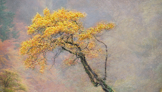 Poster that has the text 'Christmas Craft at the Auld Kirk Museum 15 November - 18 December 2025 a mixed exhibition of locally created art work including ceramics, glass, wood, and other hand made crafts'