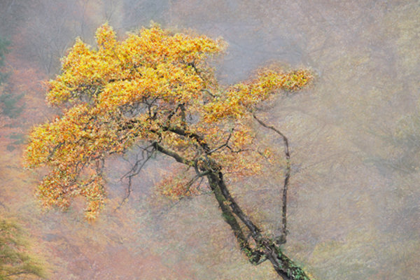 Poster that has the text 'Christmas Craft at the Auld Kirk Museum 15 November - 18 December 2025 a mixed exhibition of locally created art work including ceramics, glass, wood, and other hand made crafts'